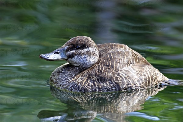 Lake Duck or Argentine Lake Duck (Oxyura vittata)