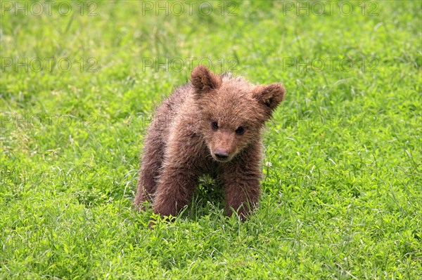 Brown Bear (Ursus arctos) cub