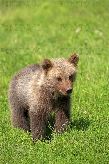 Brown Bear (Ursus arctos) cub