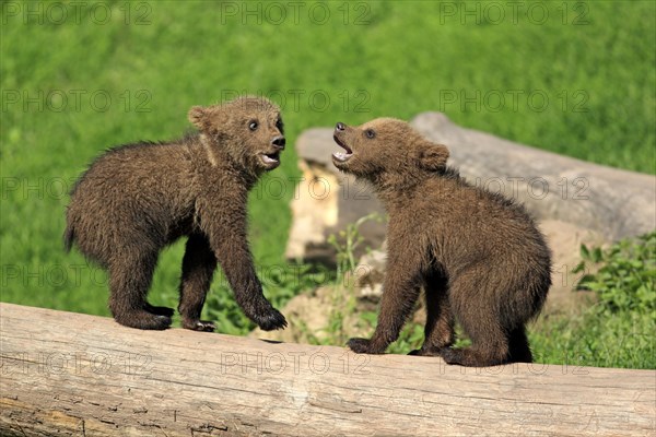 Brown Bear (Ursus arctos)