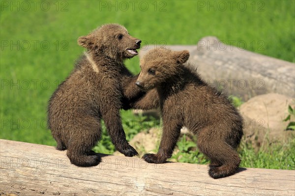 Brown Bear (Ursus arctos)