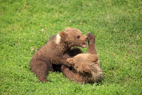 Brown Bear (Ursus arctos)