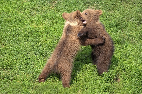 Brown Bear (Ursus arctos)