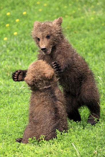 Brown Bear (Ursus arctos)