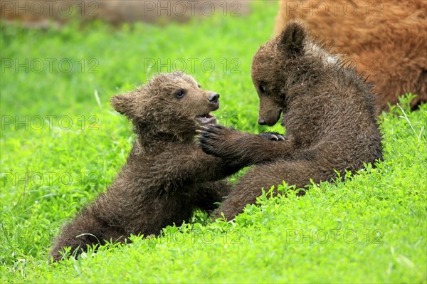 Brown Bear (Ursus arctos)