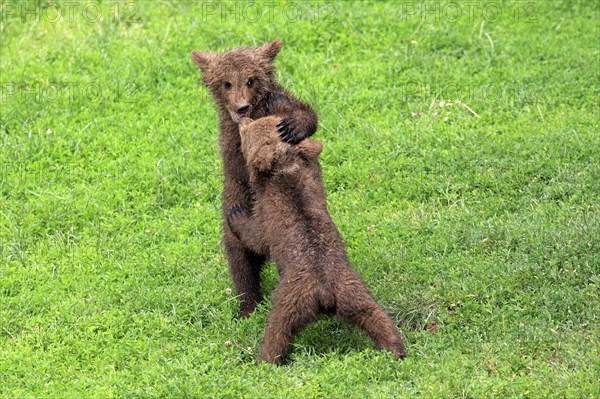 Brown Bear (Ursus arctos)