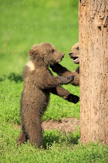 Brown Bear (Ursus arctos)