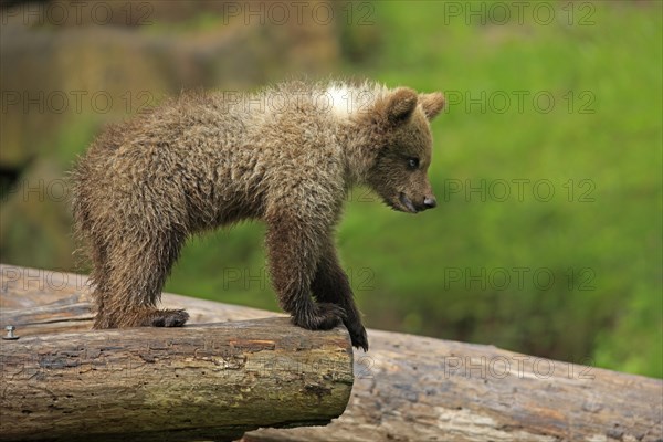 Brown Bear (Ursus arctos) cub