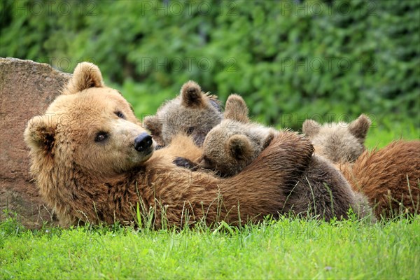 Brown Bears (Ursus arctos)