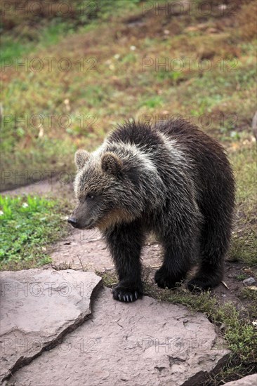 Brown Bear (Ursus arctos) cub