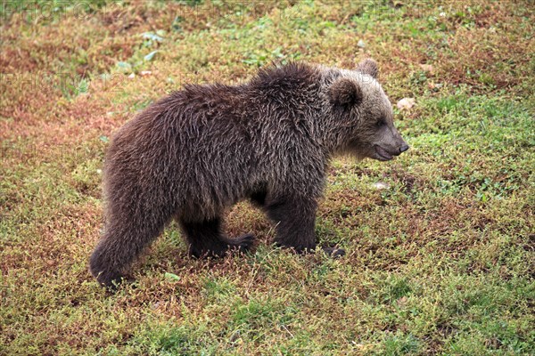 Brown Bear (Ursus arctos) cub