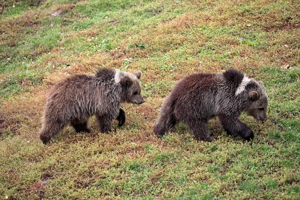 Brown Bear (Ursus arctos)