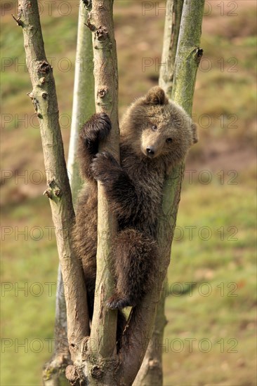 Brown Bear (Ursus arctos) cub climbing in tree