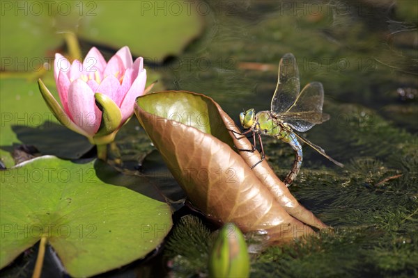 Emperor Dragonfly or Blue Emperor (Anax imperator)