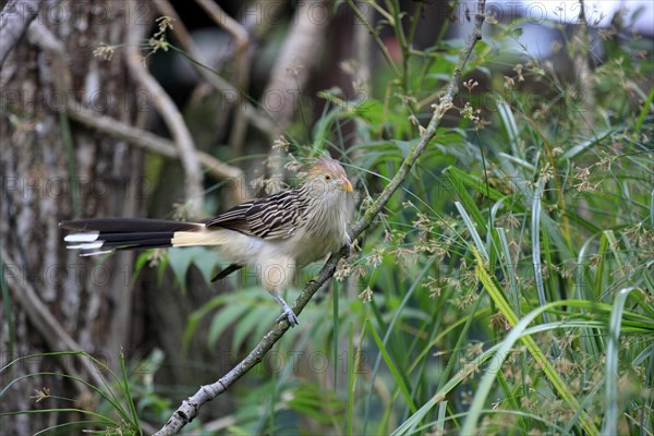 Guira Cuckoo (Guira guira) adult