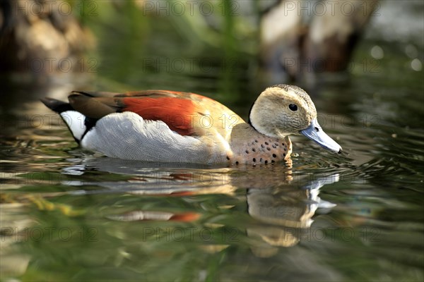 Ringed Teal (Callonetta leucophrys)