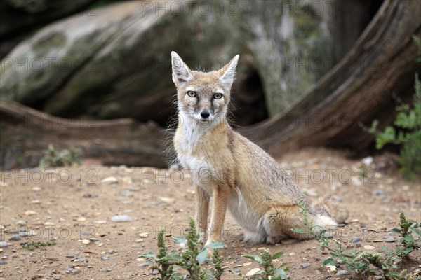 Corsac Fox (corsac vulpes)