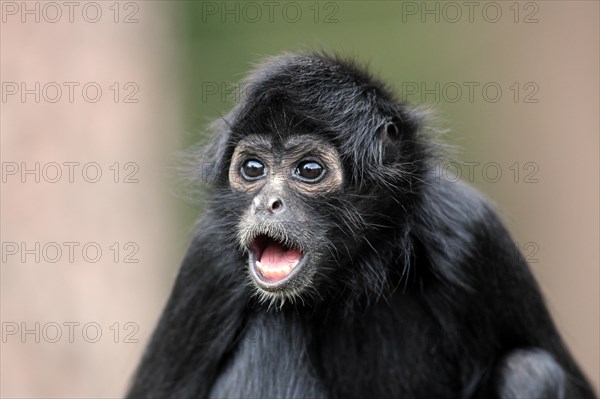 Black-headed Spider Monkey (Ateles fusciceps robustus)