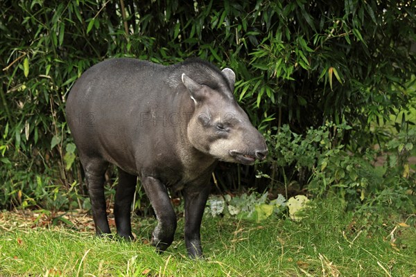 South American Tapir (Tapirus terrestris) adult