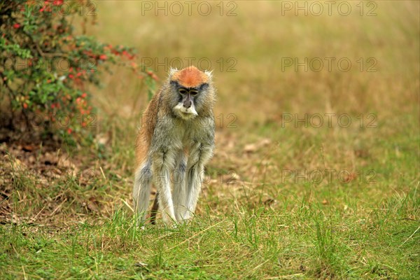 Patas Monkey