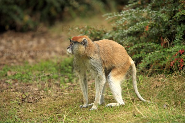 Patas Monkey