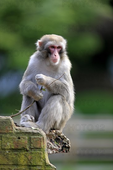 Japanese Macaque or Snow Monkey (Macaca fuscata)