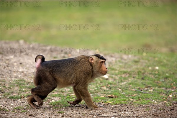 Southern Pig-tailed Macaque (Macaca nemestrina)
