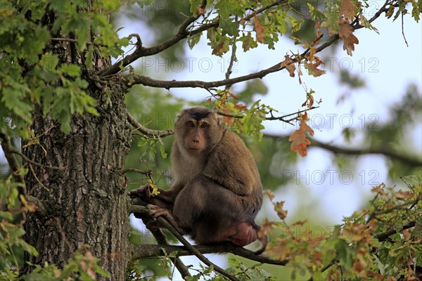 Southern Pig-tailed Macaque (Macaca nemestrina)