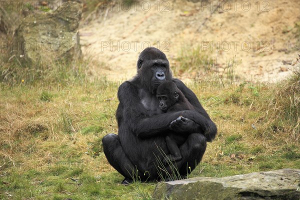 Western Lowland Gorilla (Gorilla gorilla gorilla)