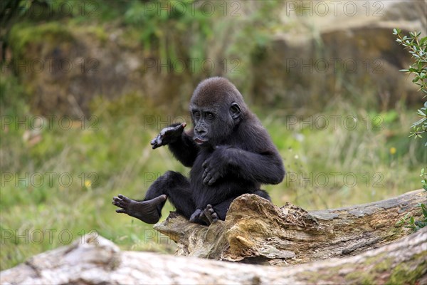 Western Lowland Gorilla (Gorilla gorilla gorilla)