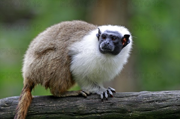 Pied Tamarin (Saguinus bicolor)