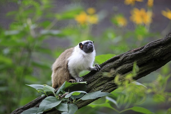 Pied Tamarin (Saguinus bicolor)