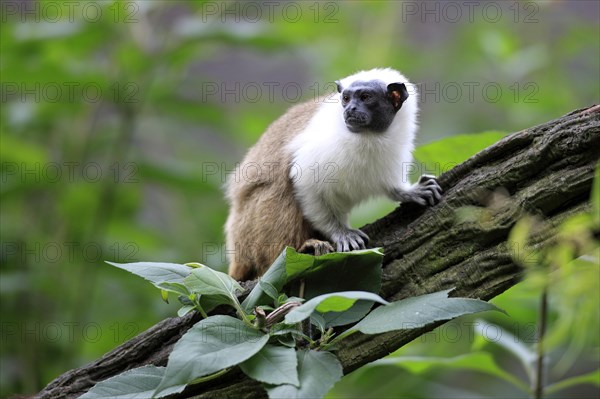 Pied Tamarin (Saguinus bicolor)