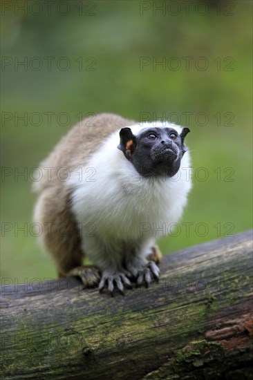 Pied Tamarin (Saguinus bicolor)