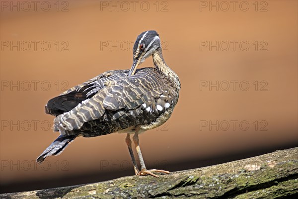 Sunbittern (Eurypyga helias)