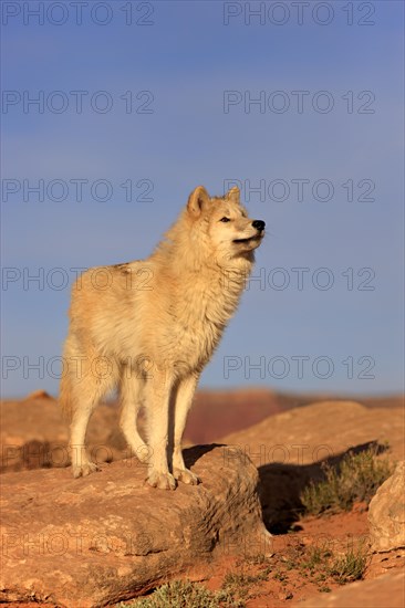 Wolf (Canis lupus)