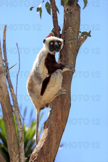 Coquerel's Sifaka (Propithecus coquereli)