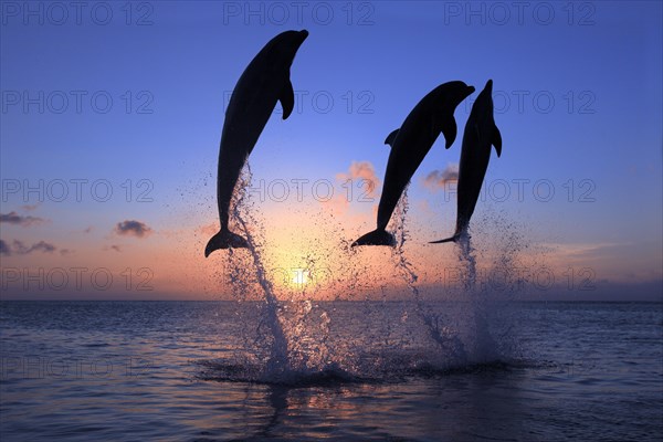 Bottlenose Dolphin (Tursiops truncatus)