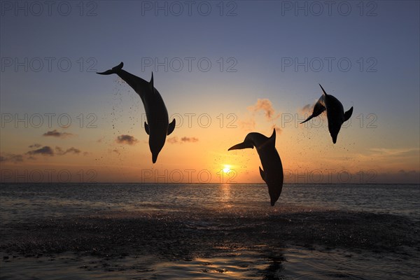 Bottlenose Dolphin (Tursiops truncatus)