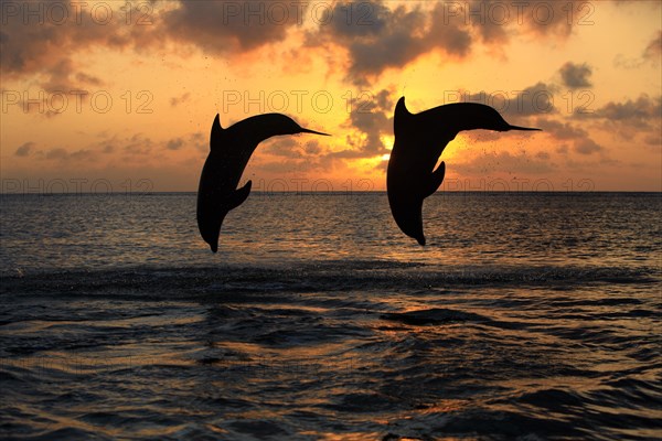 Bottlenose Dolphin (Tursiops truncatus)