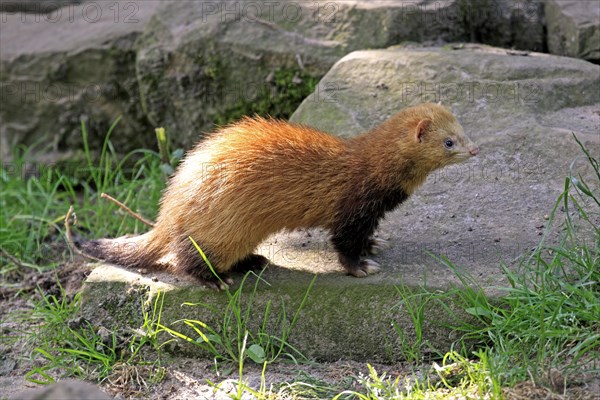 Ferret (Mustela putorius furo)