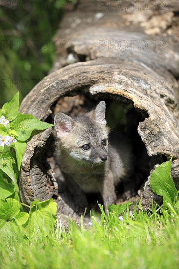 Gray Fox (Urocyon cinereoargenteus)