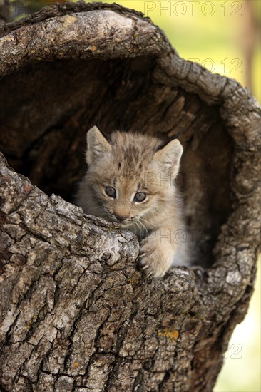 Canada Lynx (Lynx canadensis)