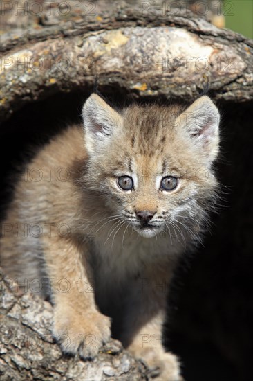 Canada Lynx (Lynx canadensis)