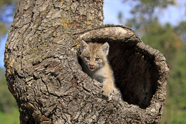 Canada Lynx (Lynx canadensis)