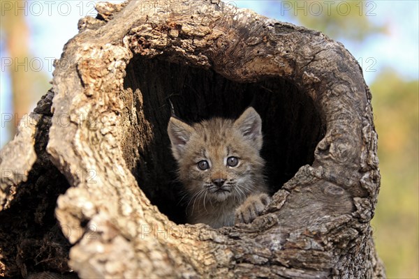 Canada Lynx (Lynx canadensis)