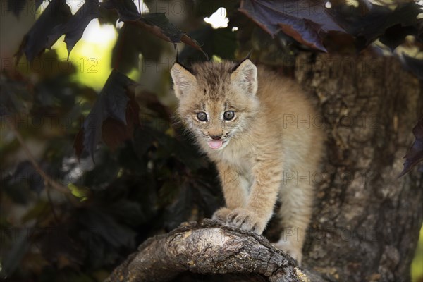 Canada Lynx (Lynx canadensis)