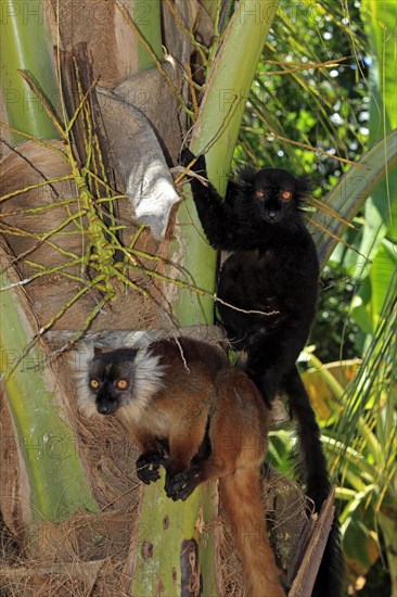 Black Lemurs (Eulemur macaco)