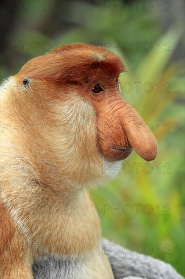 Proboscis Monkey (Nasalis larvatus)