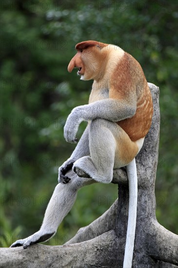 Proboscis Monkey (Nasalis larvatus)